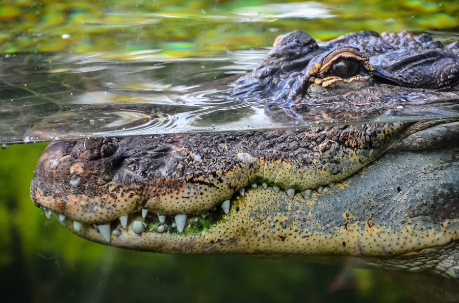 Malcolm Douglas Crocodile Park